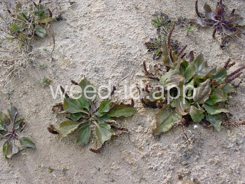 plantain, broadleaf